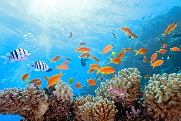 Сцена с кораллами на рифе Лицензионные Стоковые Изображения