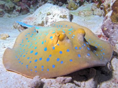 Bluespotted stingray