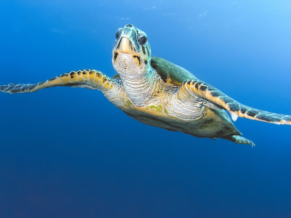Морская черепаха
