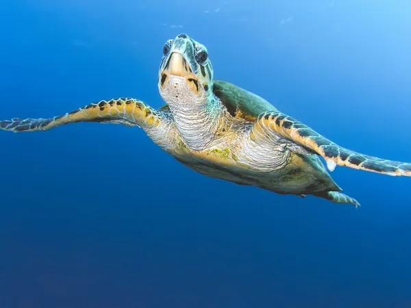 Морская черепаха Стоковая Картинка