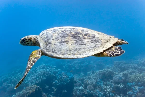 Deniz kaplumbağası — Stok fotoğraf