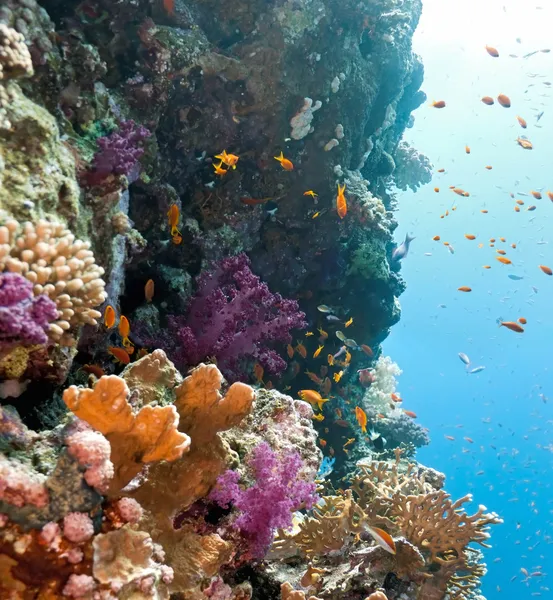 Hejno ryb anithias na korálový útes — Stock fotografie