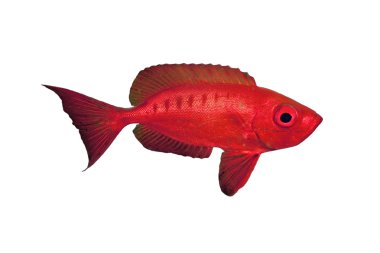 Crescent-tail Bigeye isolated