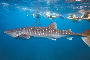 Whale shark and snorkeling clipart