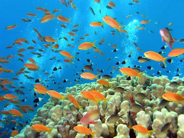 サンゴ礁の上 anthias 魚の群れ — ストック写真
