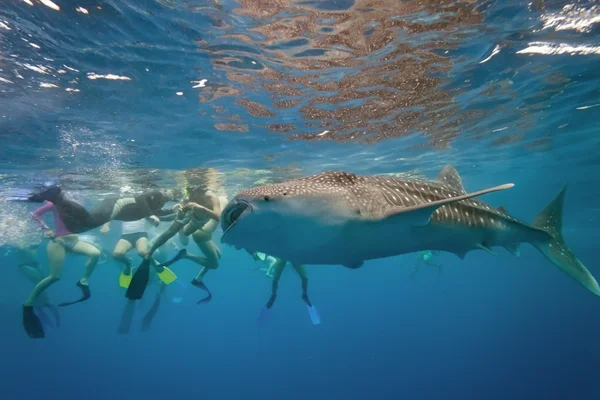 Китовая акула и подводное плавание — стоковое фото