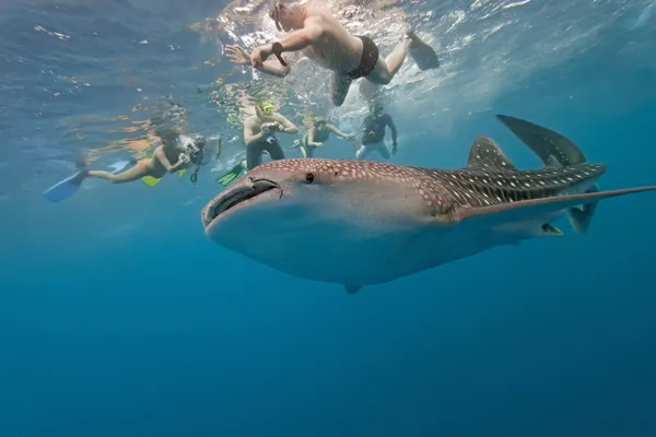 Tubarão-baleia e snorkel — Fotografia de Stock