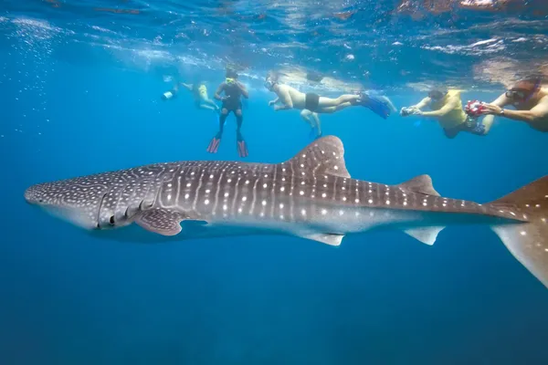 Tiburón ballena y snorkel — Foto de Stock