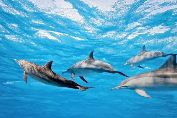 Дельфины Лицензионные Стоковые Фото