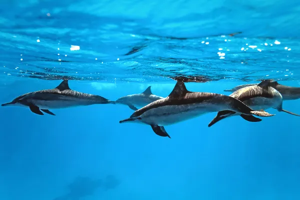 Delfine Stockbild
