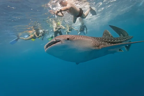 Tubarão-baleia e snorkel Imagem De Stock