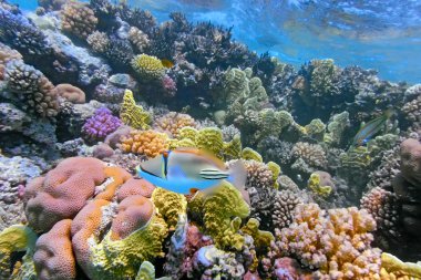 Coral reef scene clipart