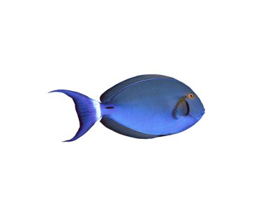 Surgeon fish on a white background clipart