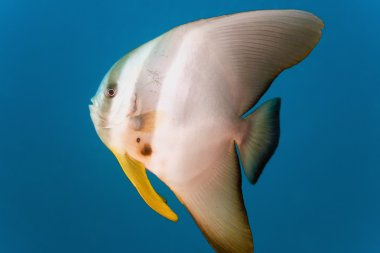 tiera batfish