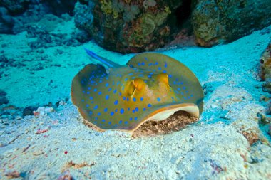 Bluespotted stingray