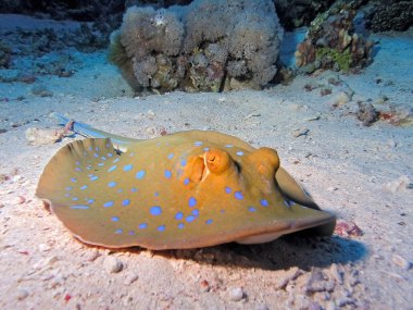 Bluespotted stingray