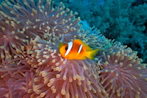 Anemone fish — Stock Photo, Image