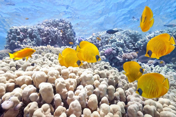 stock image Shoal of butterfly fish