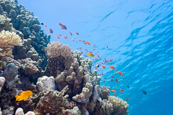 Рыба-скальпель на рифе — стоковое фото