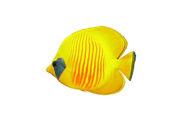 Butterfly fish on a white background — Stock Photo, Image