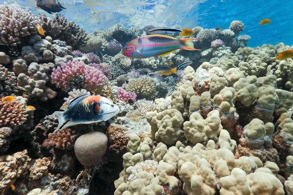 Кораловий риф сцени — стокове фото