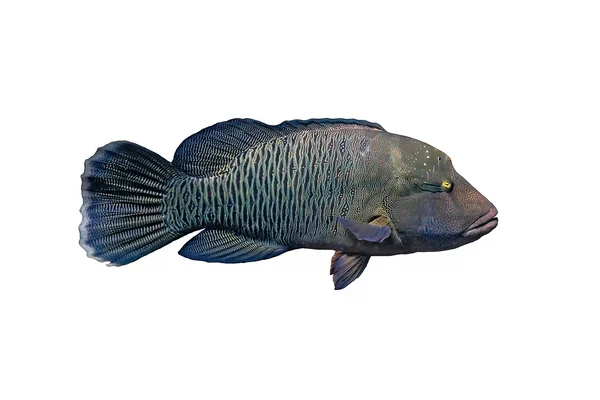 Napoleon Fish on a white background — Stock Photo, Image