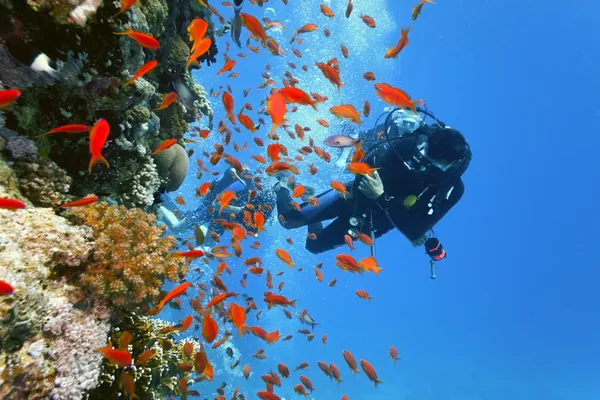 在珊瑚礁上的潜水者 — 图库照片