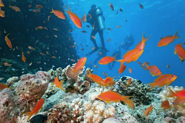 在珊瑚礁上的潜水者 — 图库照片