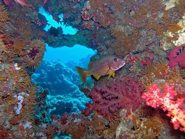 Koral sceny — Zdjęcie stockowe