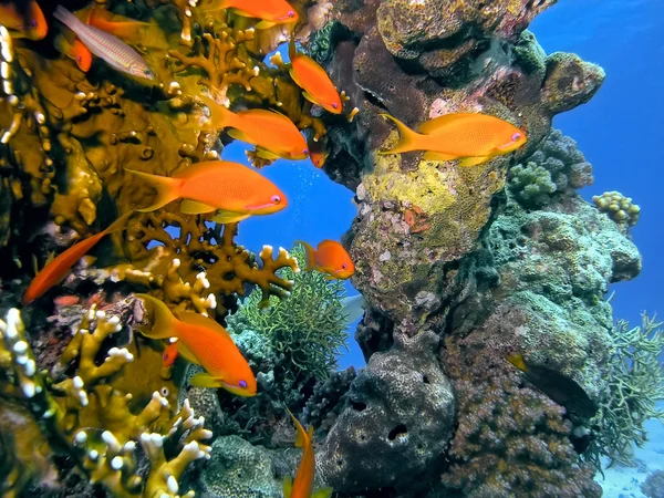 Anthias 鱼在珊瑚礁上的暗沙 — 图库照片