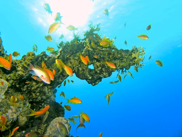 Hejno ryb anthias na korálový útes — Stock fotografie