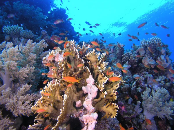 Shoal di pesci antitias sulla barriera corallina — Foto Stock