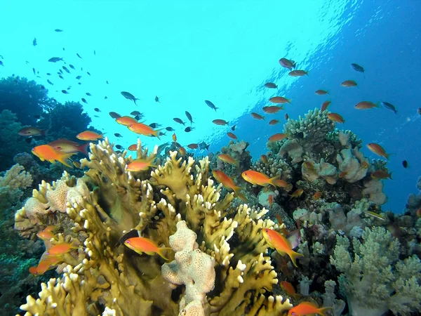 Ławica anthias ryb na rafie koralowej — Zdjęcie stockowe