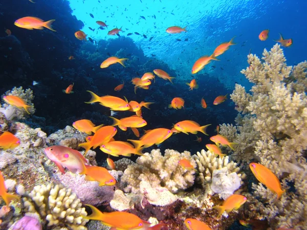 Brote de peces anthias en el arrecife de coral — Foto de Stock