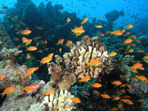 Banc de poissons anthias sur le récif corallien — Photo