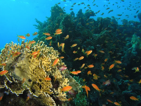 Schwarm von Anthia-Fischen am Korallenriff — Stockfoto