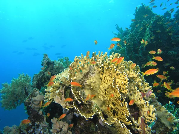 산호초에 anthias 물고기 떼 — 스톡 사진