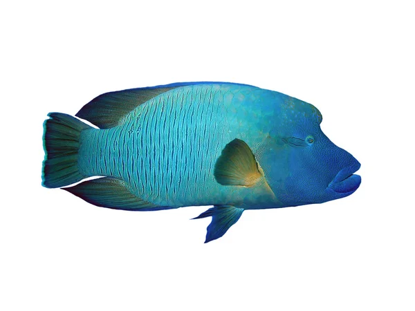 Napoleon Fish on a white background — Stock Photo, Image