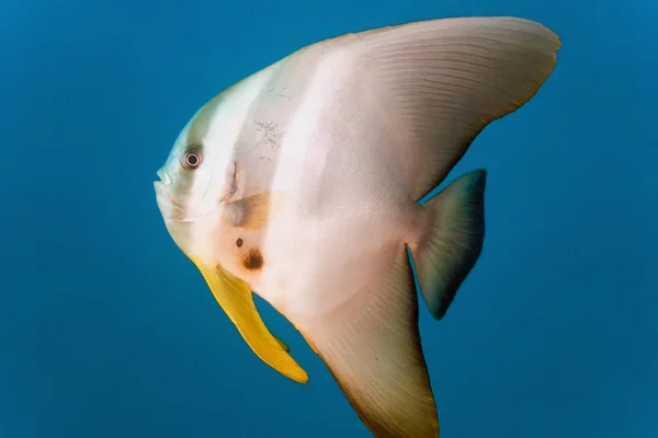 Tiera batfish — Stok fotoğraf