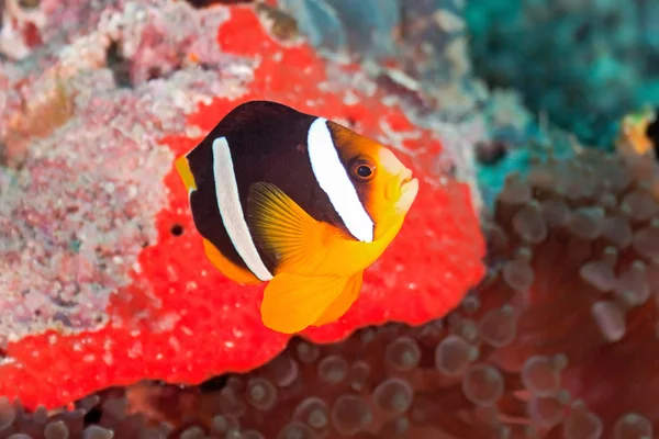 Clownfish — Stock fotografie