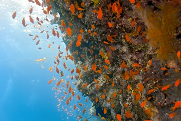 Ρηχά ψάρια anthias σε ένα κοραλλιογενή ύφαλο — Φωτογραφία Αρχείου