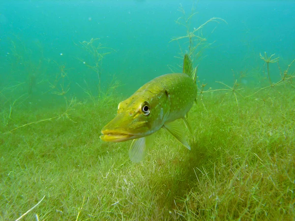 Pike in the lake — Stock Photo, Image