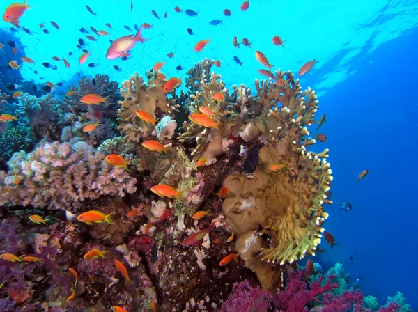 Shoal of anthias fish on the coral reef — Stock Photo, Image