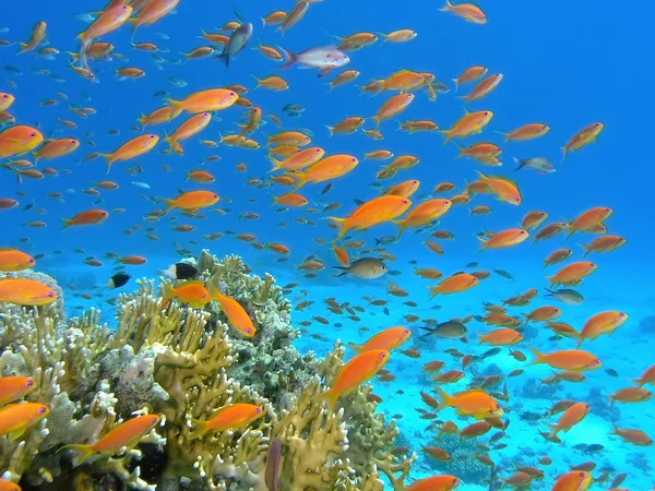 Shoal van anthias vis op het koraalrif — Stockfoto