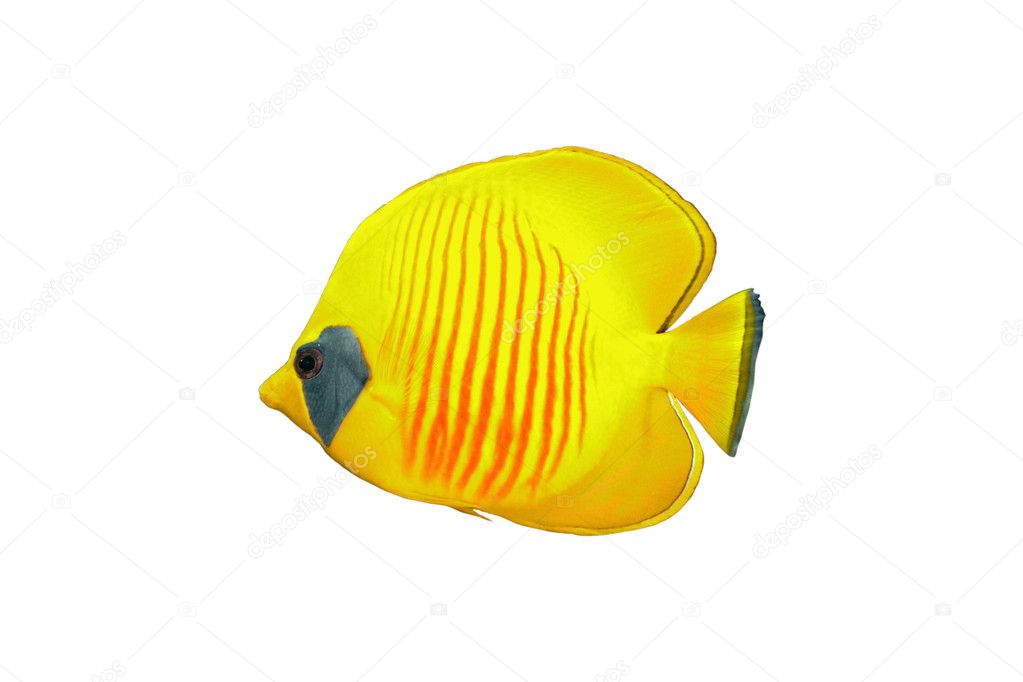 Butterfly fish on a white background