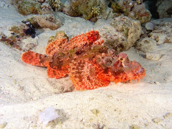 Scorpionfish op het rif — Stockfoto