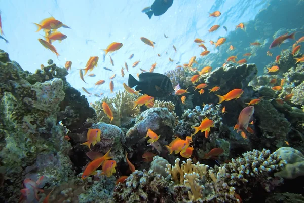 Сцена с кораллами на рифе — стоковое фото
