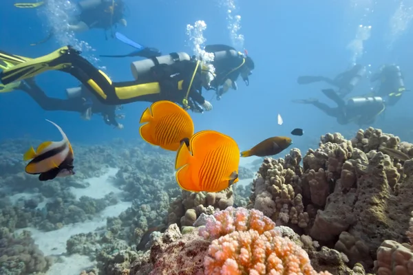 Mergulhadores no recife de coral — Fotografia de Stock