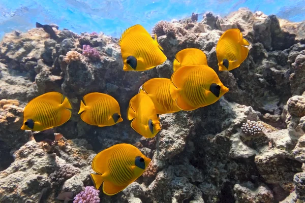 Shoal de peces mariposa en el arrecife — Foto de Stock