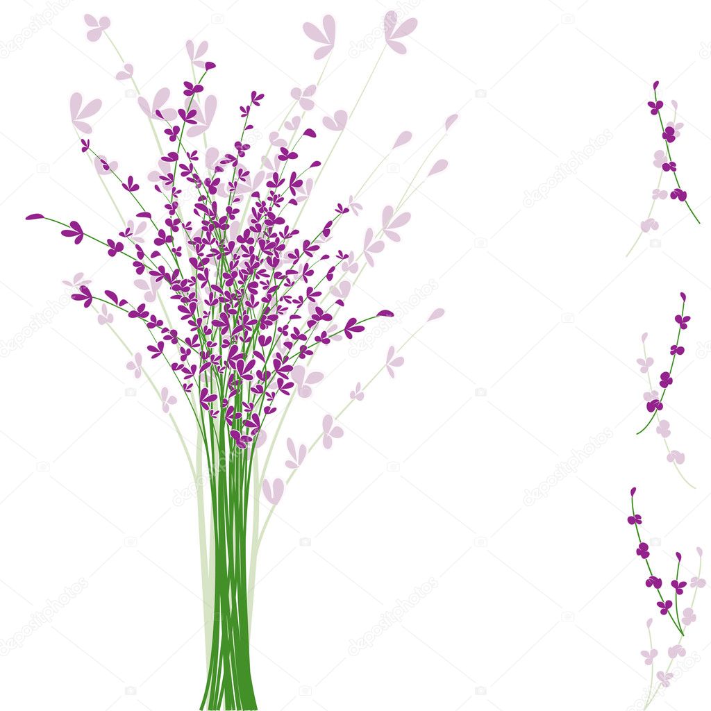 Summertime purple Lavender flower